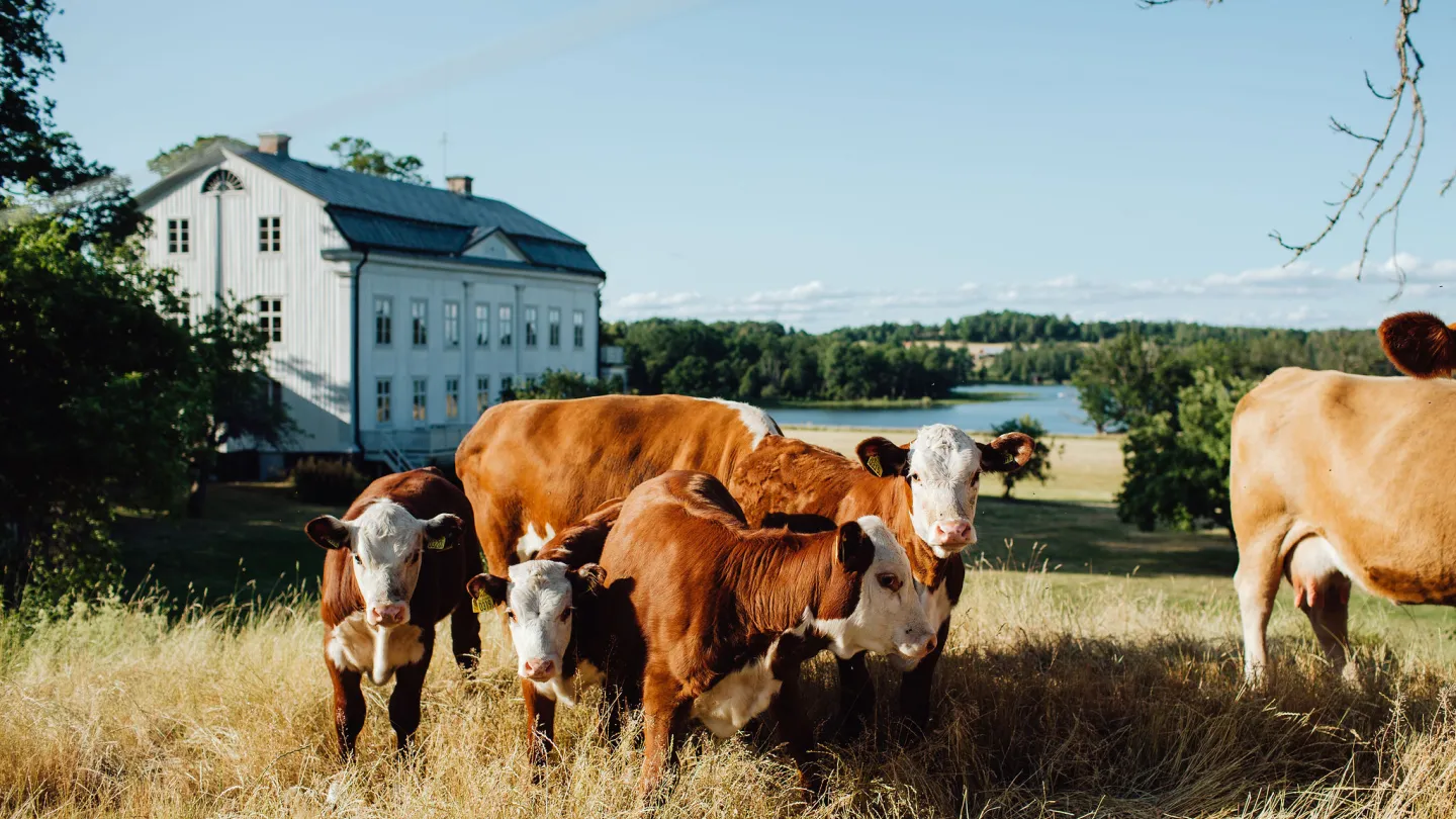 Kossor på Wallby Säteri, Vetlanda, Småland