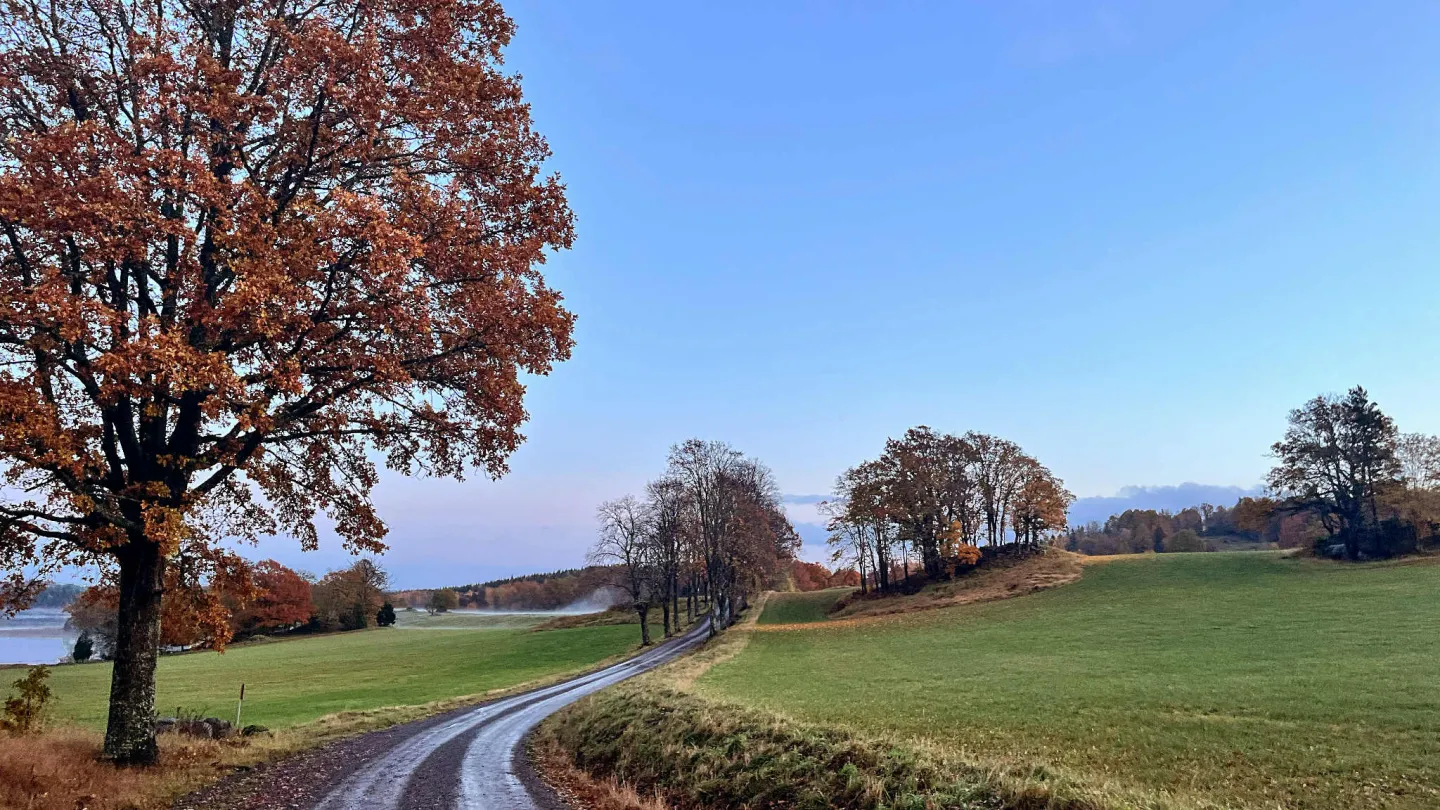 Wallby höst
